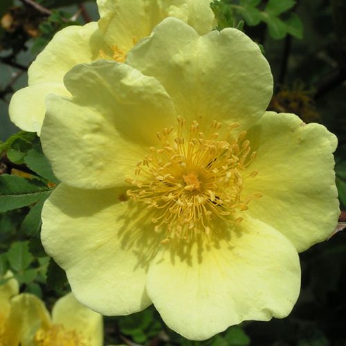 Rosa xanthina 'Canary Bird' - Yellow Species Rose