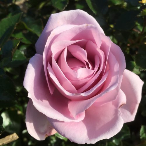 La Rose Du Petit Prince - Pink Delbard Rose