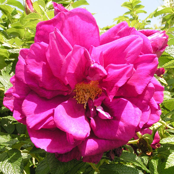 Roseraie de l'Hay - Pink Rugosa Rose
