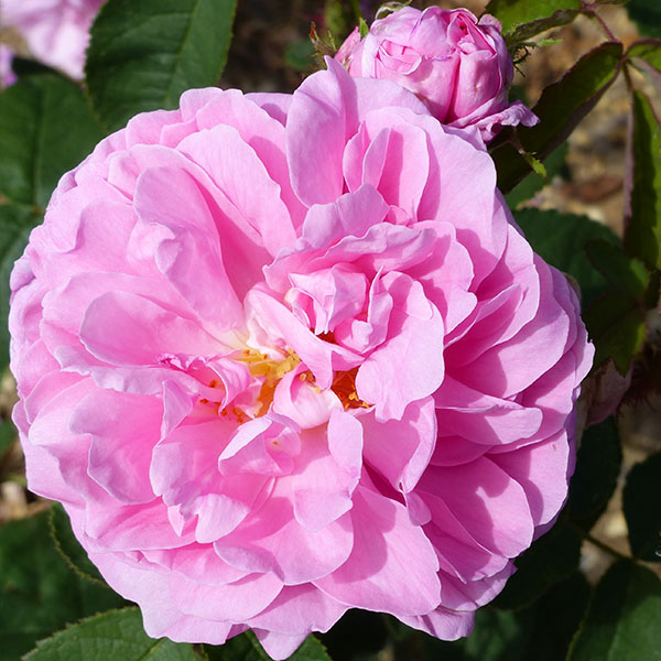 Salet - Pink Moss Rose