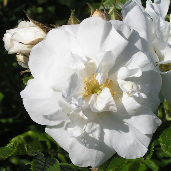 Scheezwerg - White Rugosa Rose