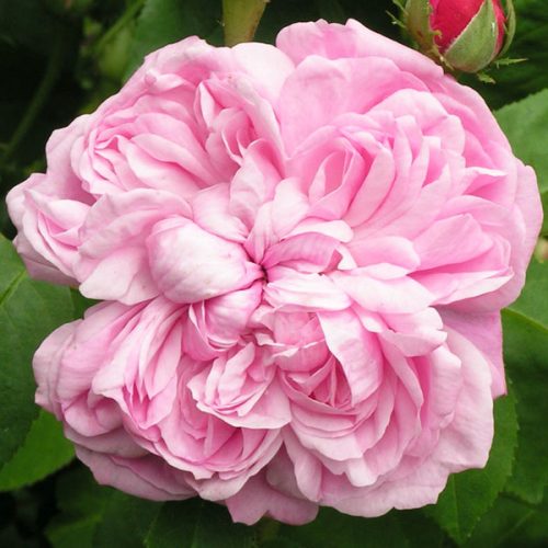 Sidonie - Pink Hybrid Perpetual Rose