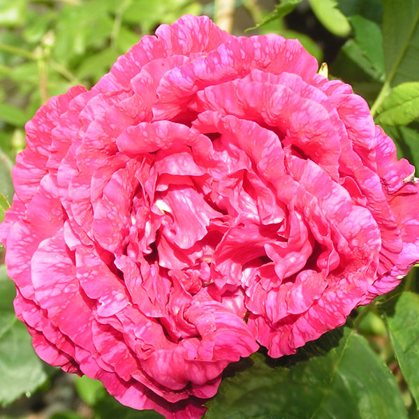 Souvenir de Jeanne Balandreau -Striped Hybrid Perpetual Rose
