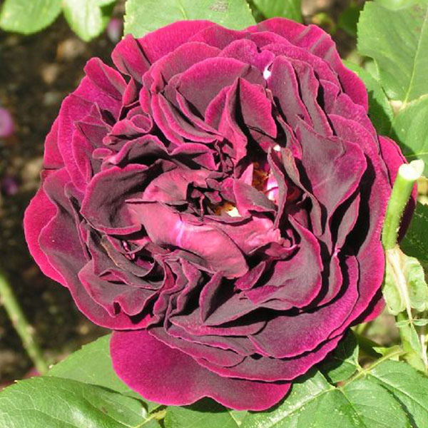Souvenir du Dr. Jamain - Red Hybrid Perpetual Rose