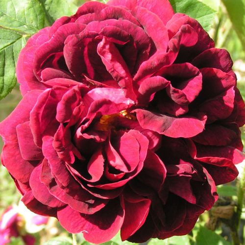 Souvenir Pierre Vibert - Red Moss Rose