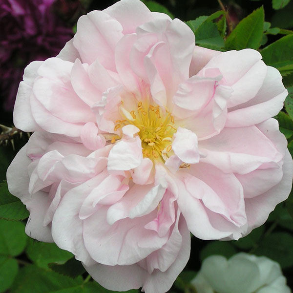 Stanwell Perpetual - Species Rose