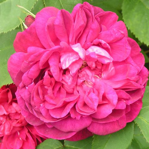 Star of Waltham - Red Hybrid Perpetual Rose