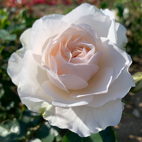 Susan is a white renaissance rose