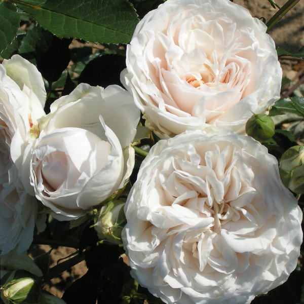 Susan - White Renaissance Rose