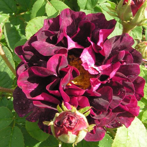 Tuscany Superb - Red Gallica Rose