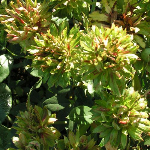 Viridiflora/ Green Rose - China Rose