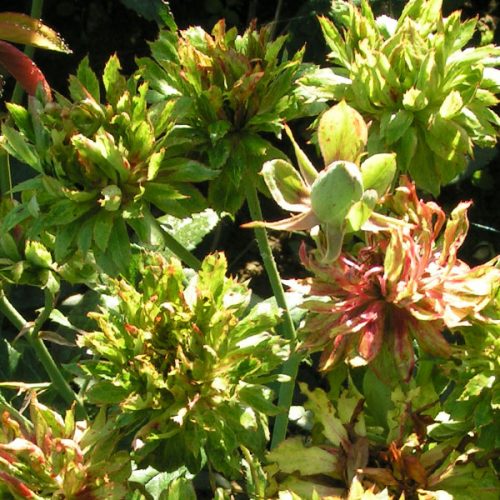Viridiflora/ Green Rose - China Rose