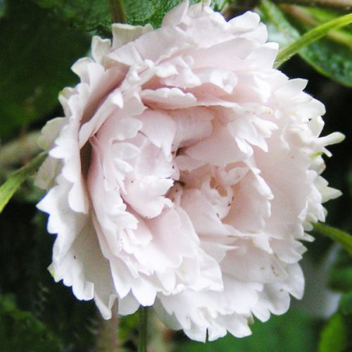 White Grootendorst - White Rugosa Rose