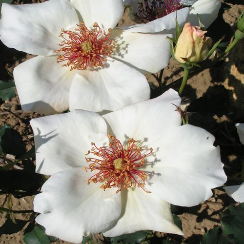 White Wings - Tea Rose
