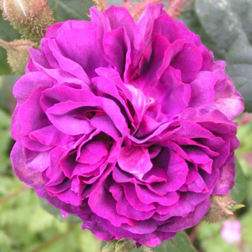 William Lobb - Moss Rose