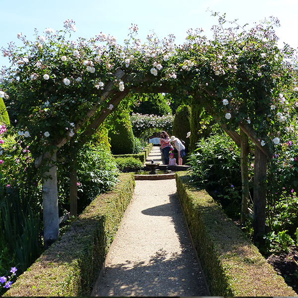 Adelaide de Orleans - Rambling Rose