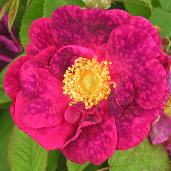 Alain Blanchard - Red Gallica Rose