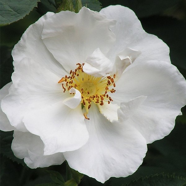 Alba Semi Plena - White Alba Rose