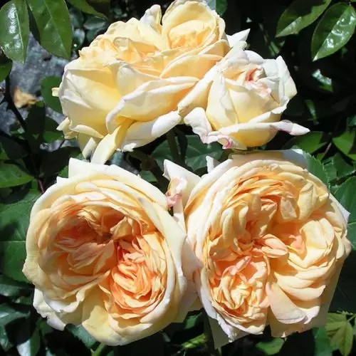 Alchymist - Yellow Climbing Rose