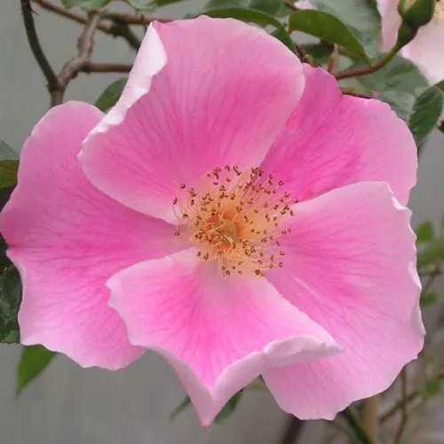 Anemone Rose - Pink Climbing Rose
