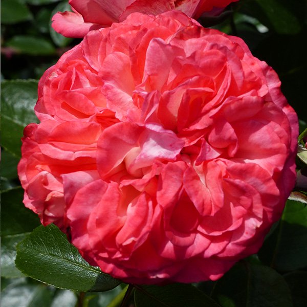 Antique - Red Climbing Rose
