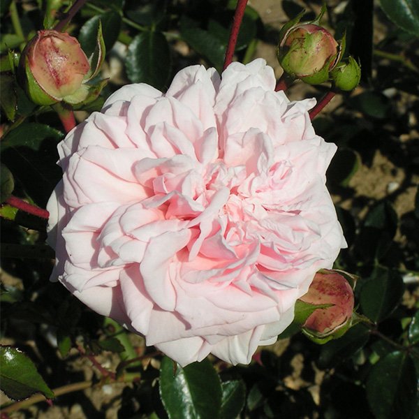 Awakening - Pink Climbing Rose