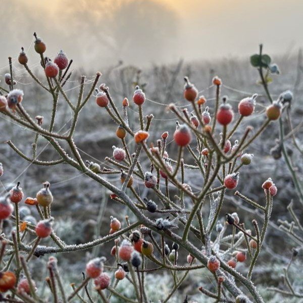 Ballerina rose red hips in winter.