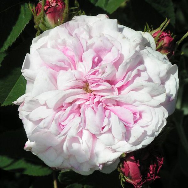 Bellard - Pink Alba Rose