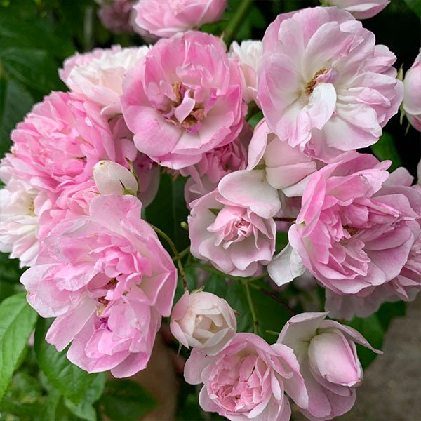 Belvedere is full of semi double flowers in clusters of pink and white.