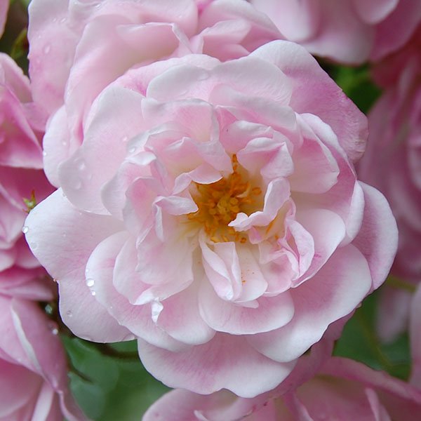 Belvedere - Pink Rambling Rose
