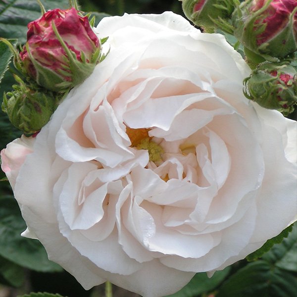 Blanchefleur
