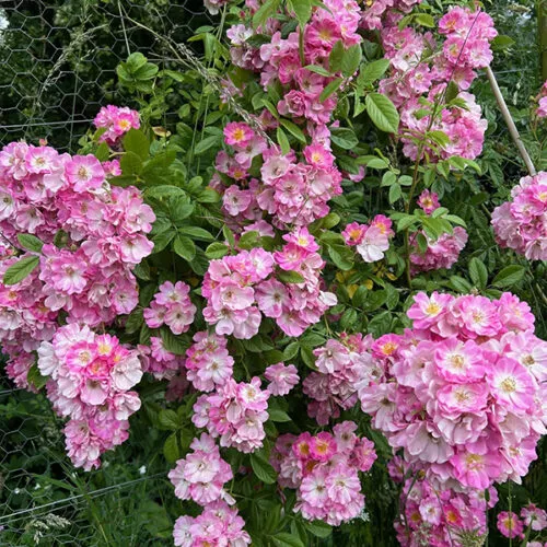 Blush Rambler