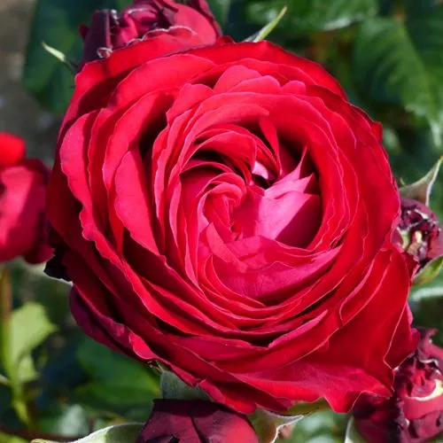 Catherine - Red Renaissance Rose