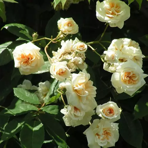 Claire Jacquier - Climbing Rose