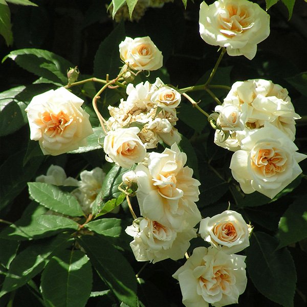Claire Jacquier - Climbing Rose