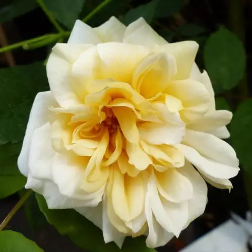 Claire Jacquier - Climbing Rose