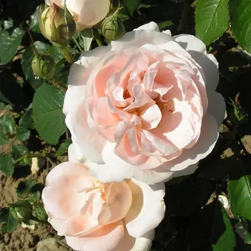 Claire - Pink Renaissance Rose