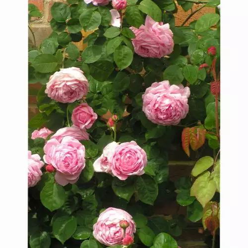 Contance Spry - Pink Shrub Rose