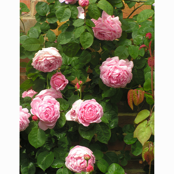 Contance Spry - Pink Shrub Rose