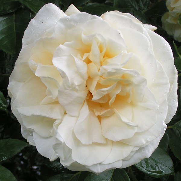 Creme de la Creme - White Climbing Rose