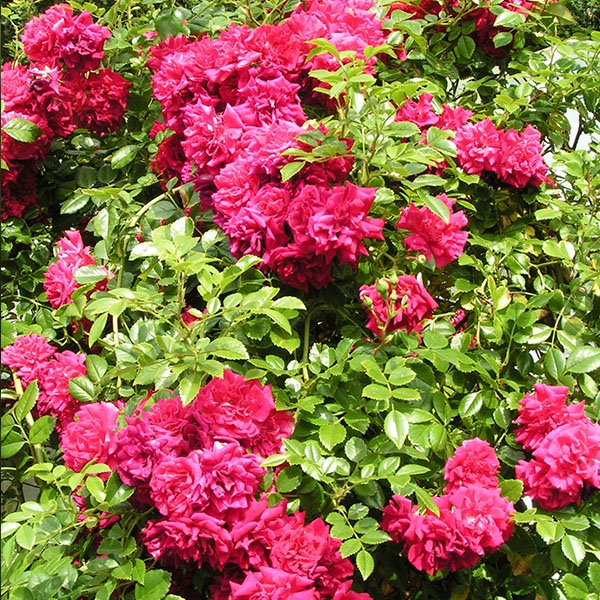Crimson Showers - Red Rambling Rose