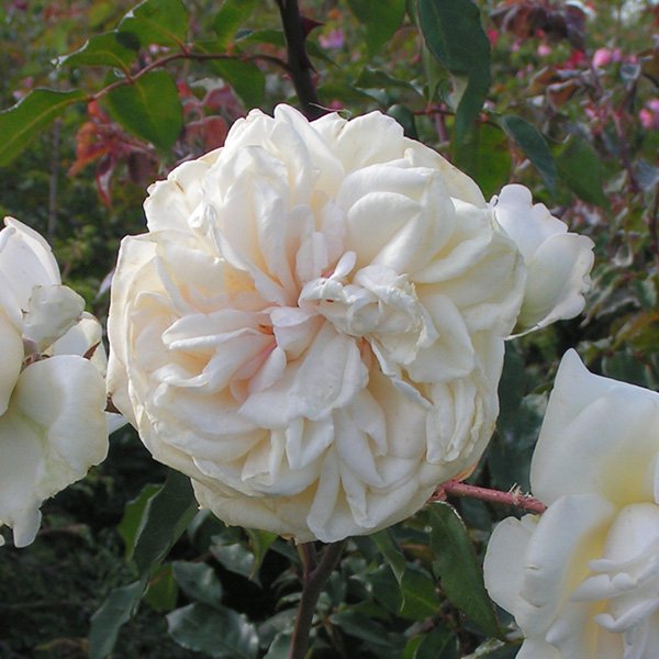 Devoniensis - Climbing Rose