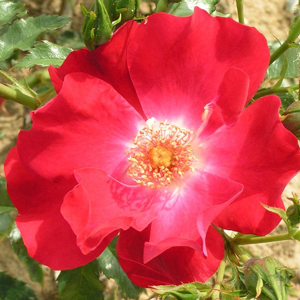 Dortmund - Red Rambling Rose