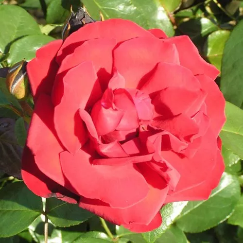 Dublin Bay - Red Climbing Rose