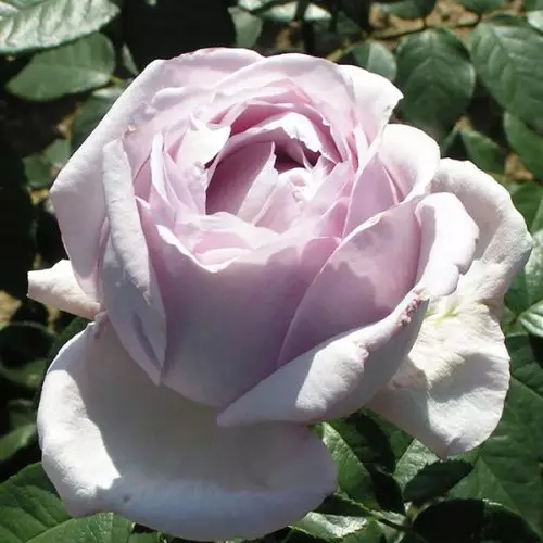 Eleanor - Lilac Renaissance Rose