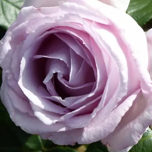 Eleanor Rose - Lilac Renaissance Rose
