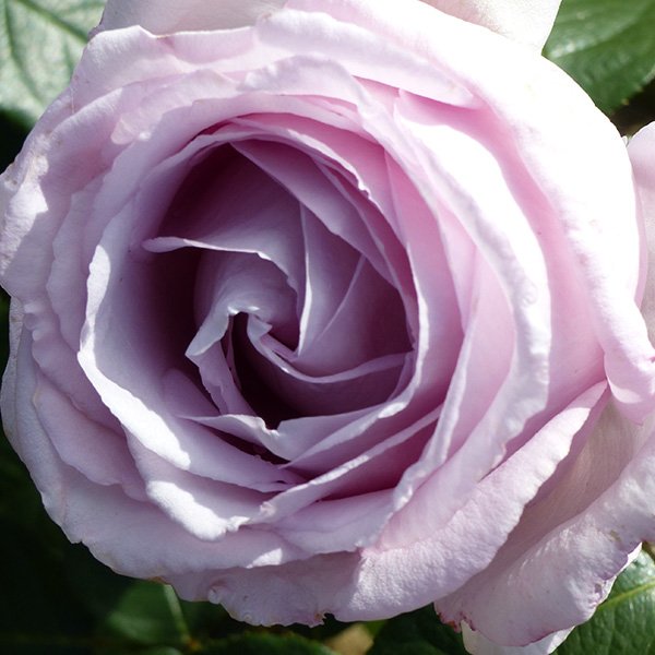 Eleanor Rose - Lilac Renaissance Rose