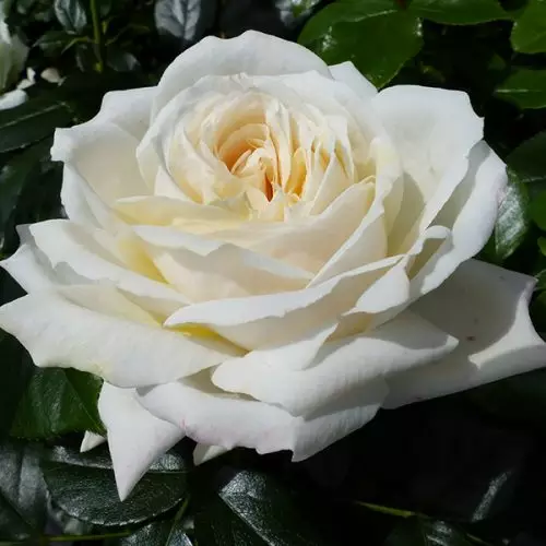 Esme - Cream Bush Rose