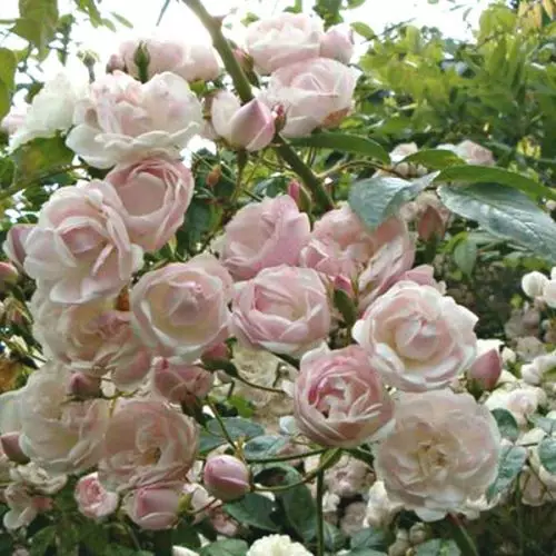 Ethel - Pink Rambling Rose