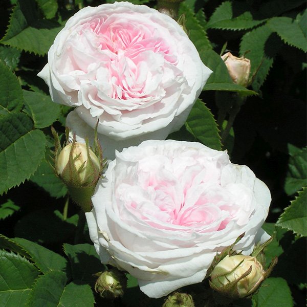 Felicite Parmentier - Image 2